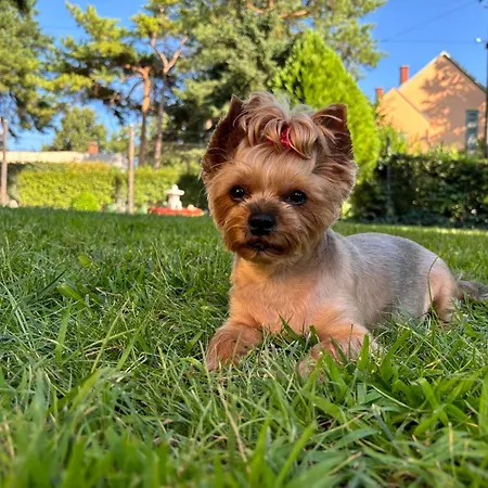 Летний дом Fenyves *