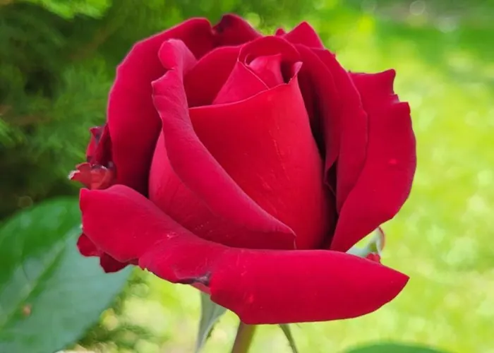 Fenyves カントリーハウス *