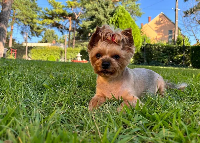 Летний дом Fenyves *